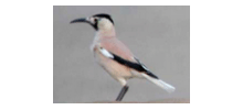 中國野鳥圖庫